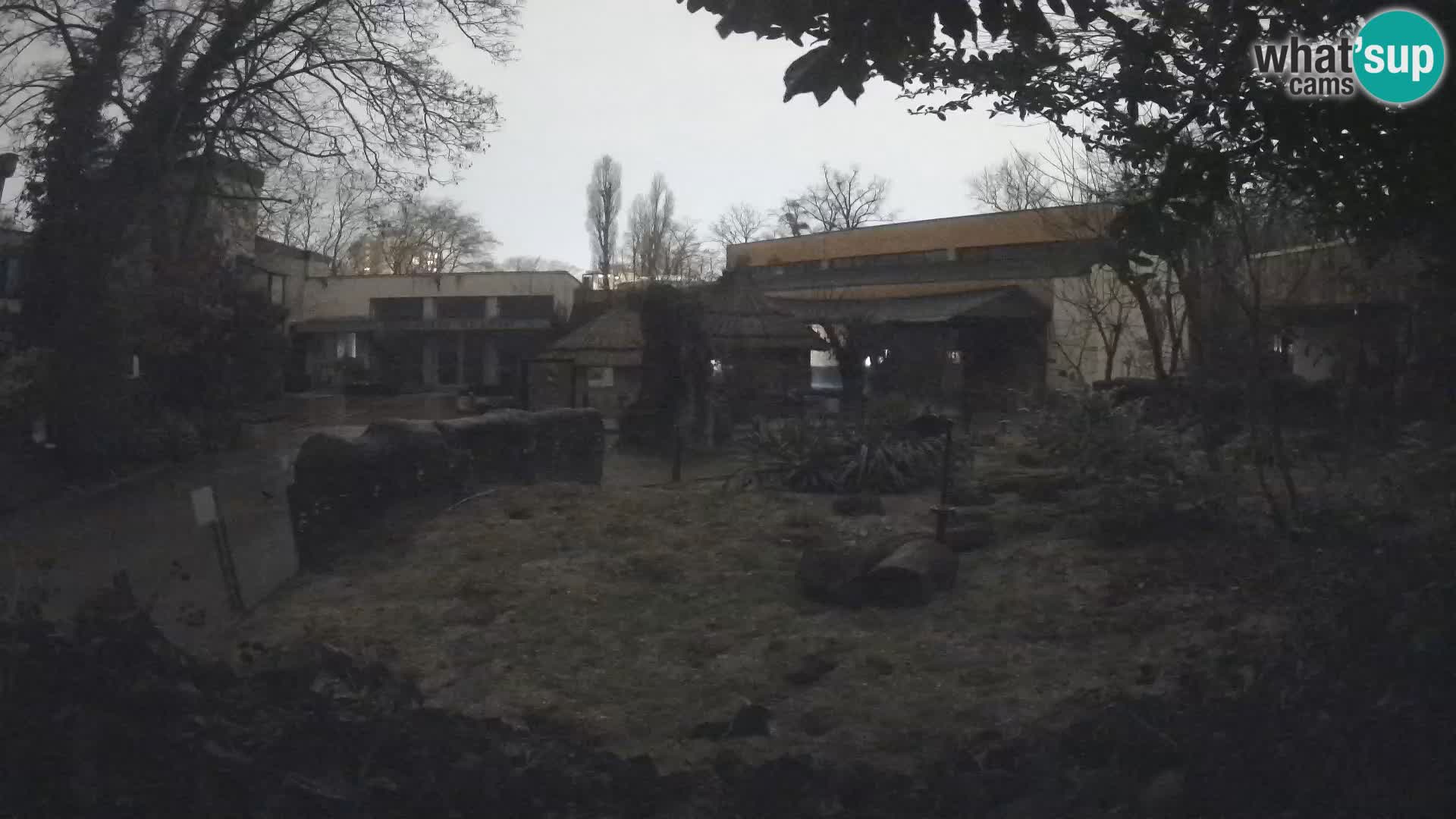 Zoo Zagreb – Merkat