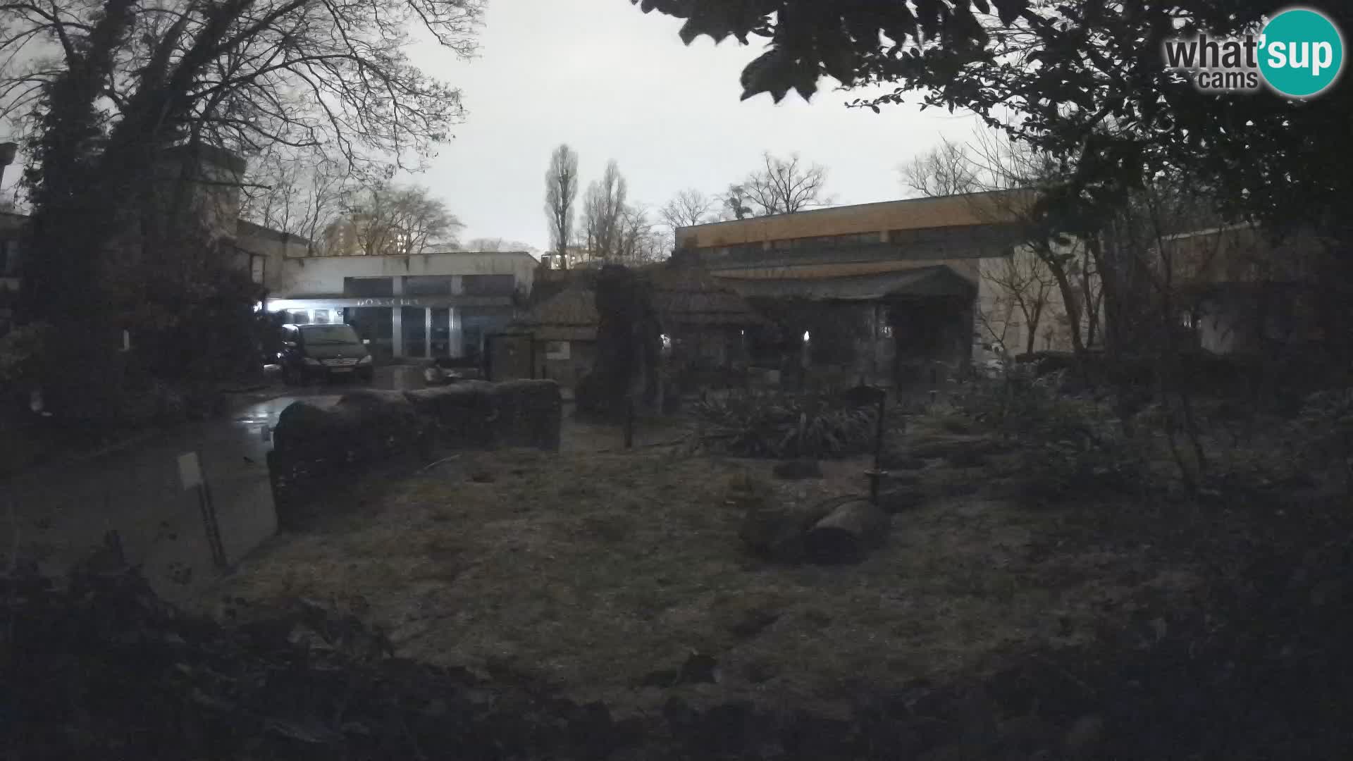 Zoo Zagreb – Merkat