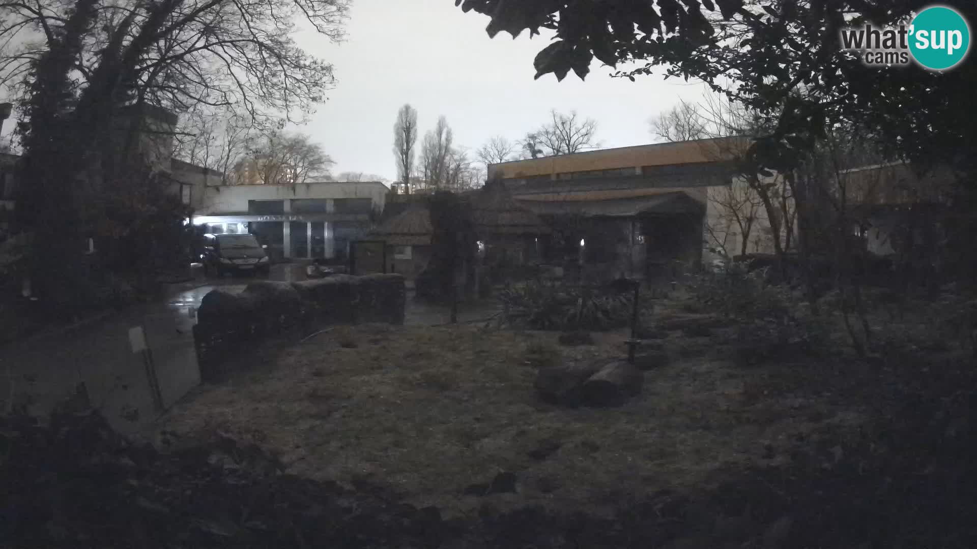 Zoo Zagreb – Suricata