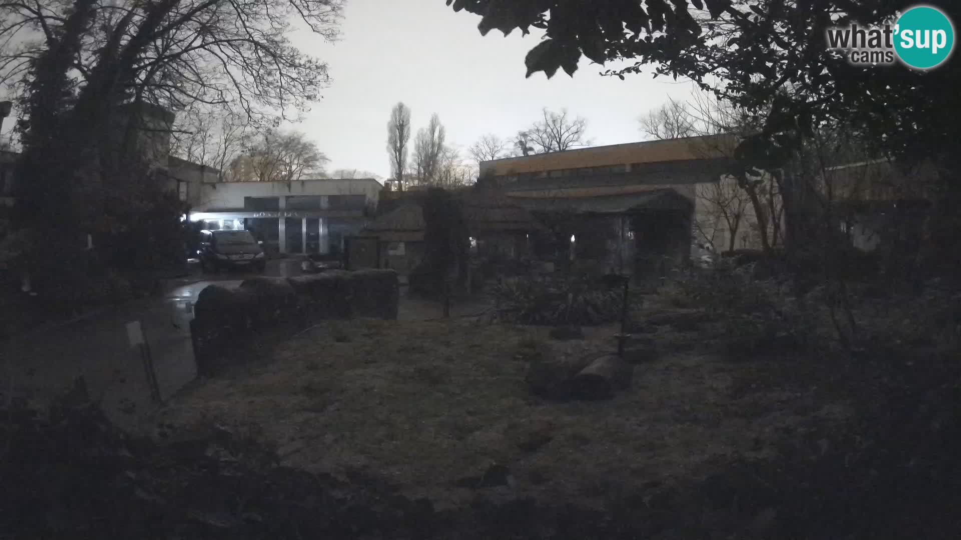 Zoo Zagreb – Merkat