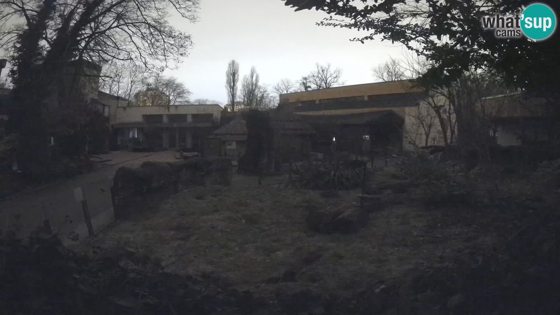 Zoo Zagreb – Merkat