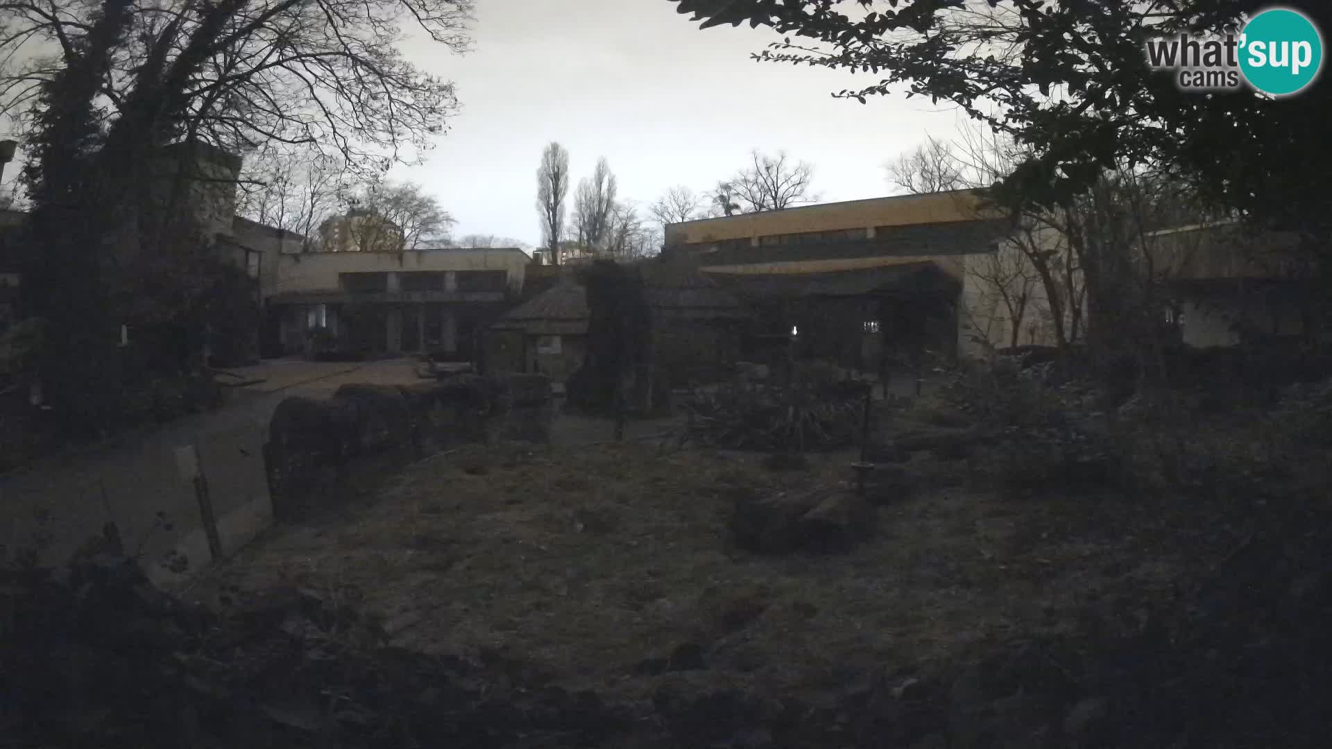 Zoo Zagreb – Merkat