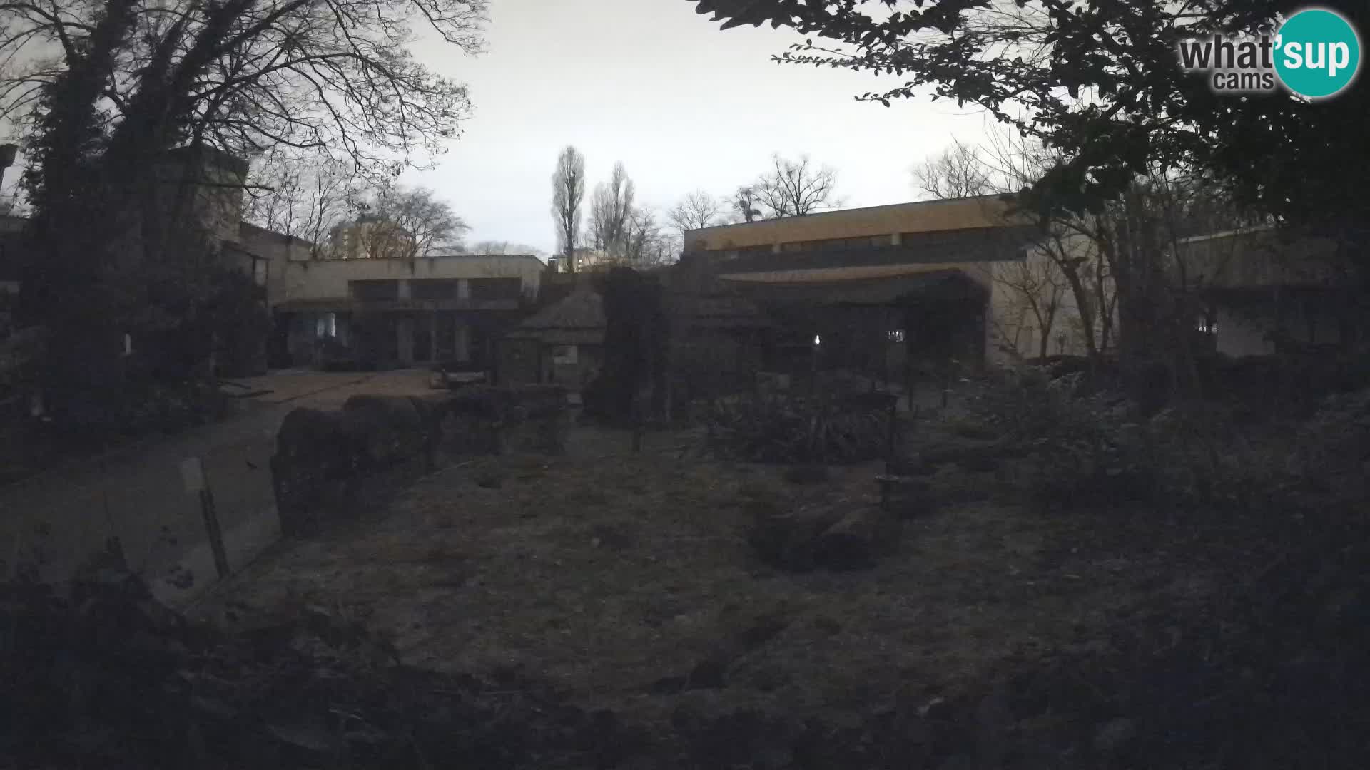 Zoo Zagreb – Merkat