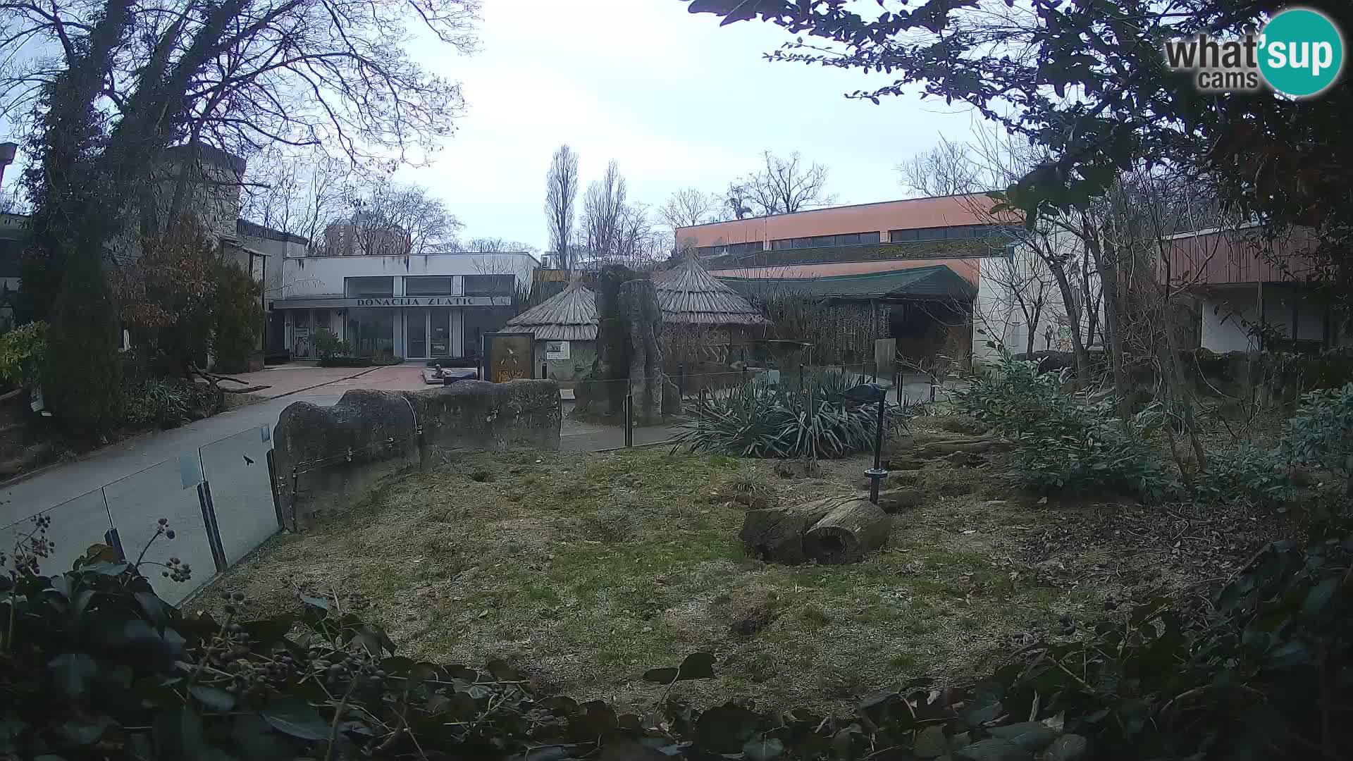Zoo Zagreb – Suricata