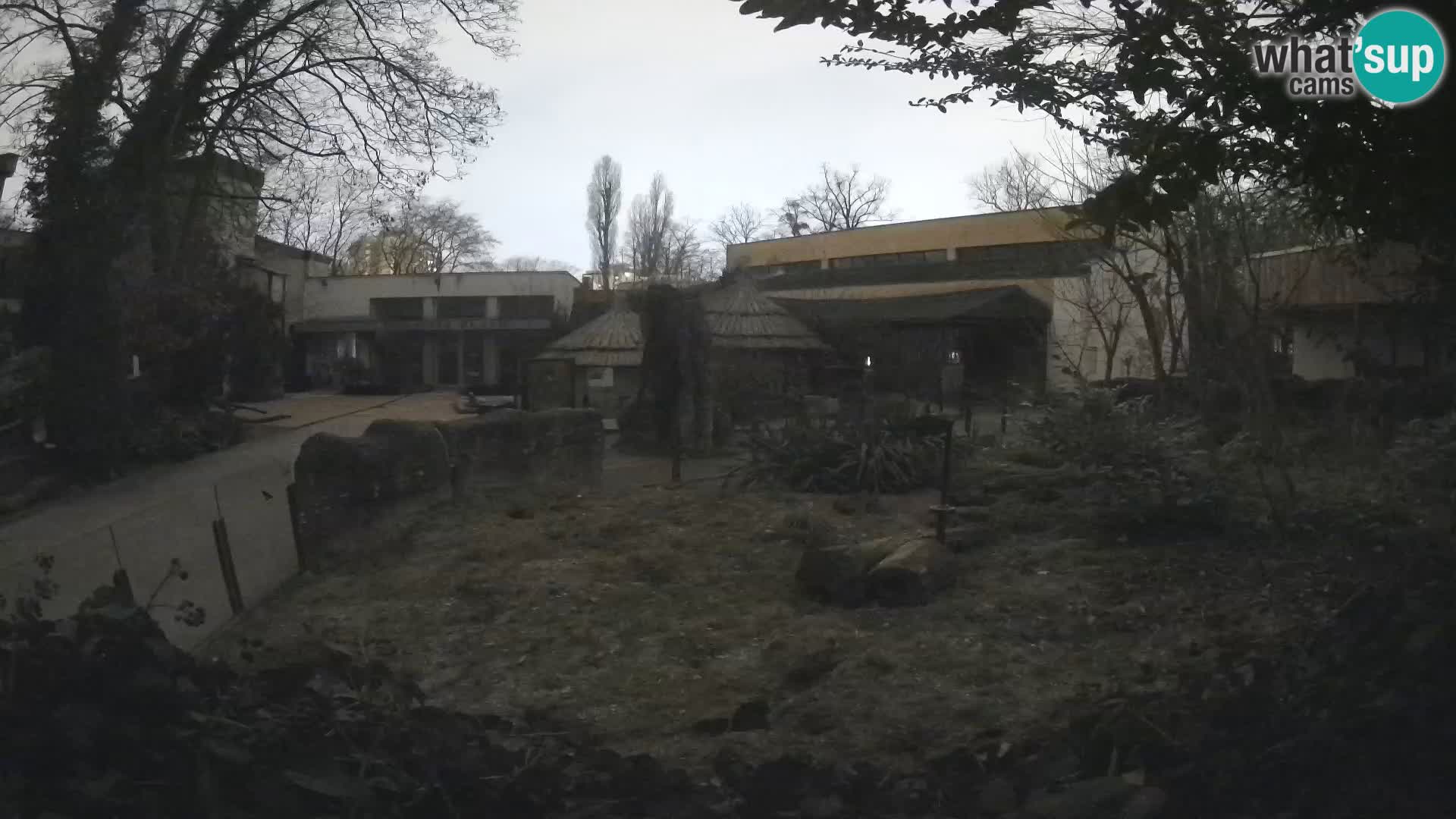 Zoo Zagreb – Suricate