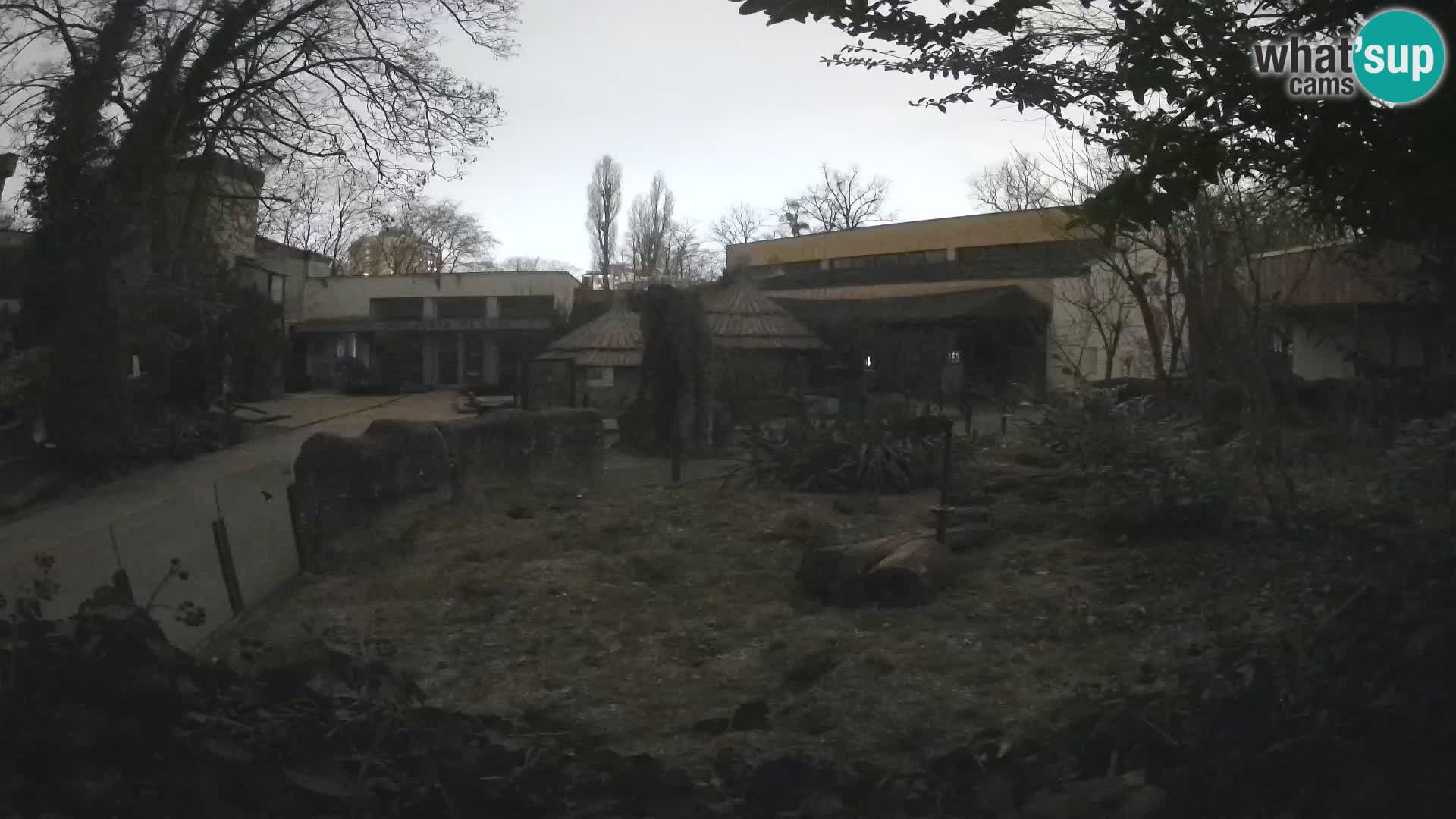 Zoo Zagreb – Suricate