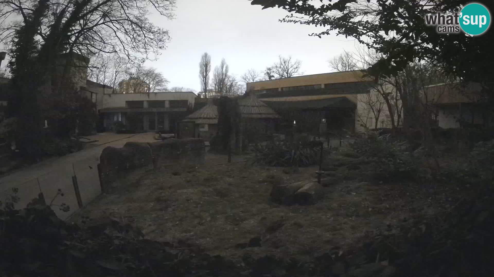 Zoo Zagreb – Meerkat (Suricate)