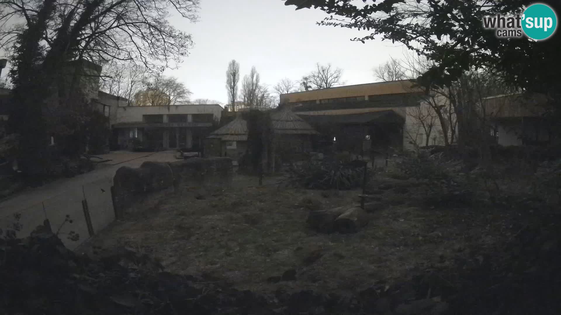 Zoo Zagreb – Suricate