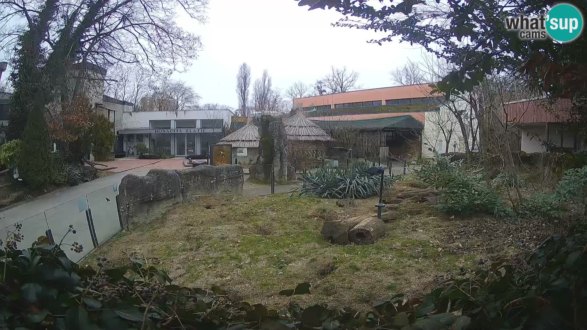 Zoo Zagreb – Suricata