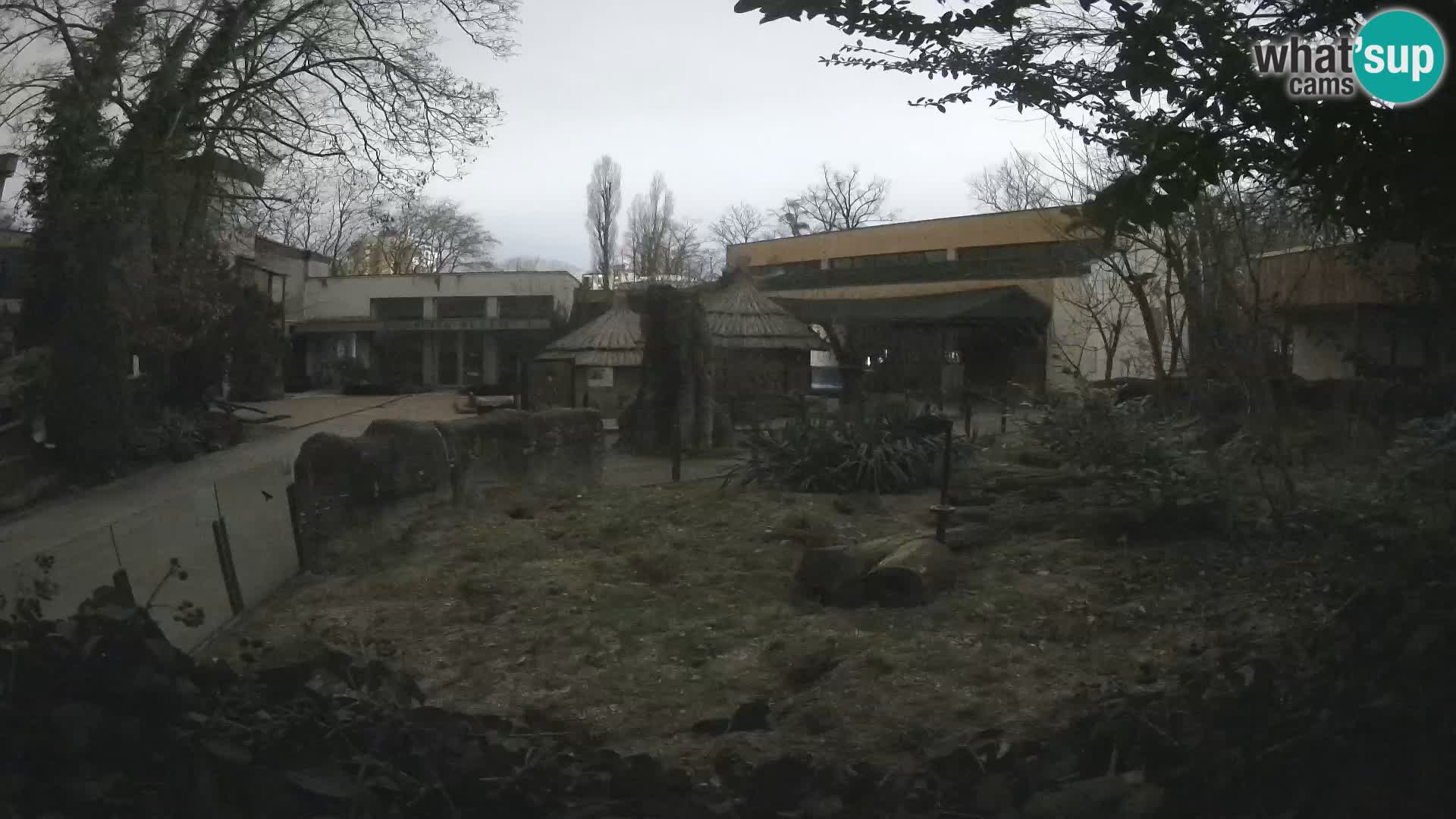 Zoo Zagreb – Suricate