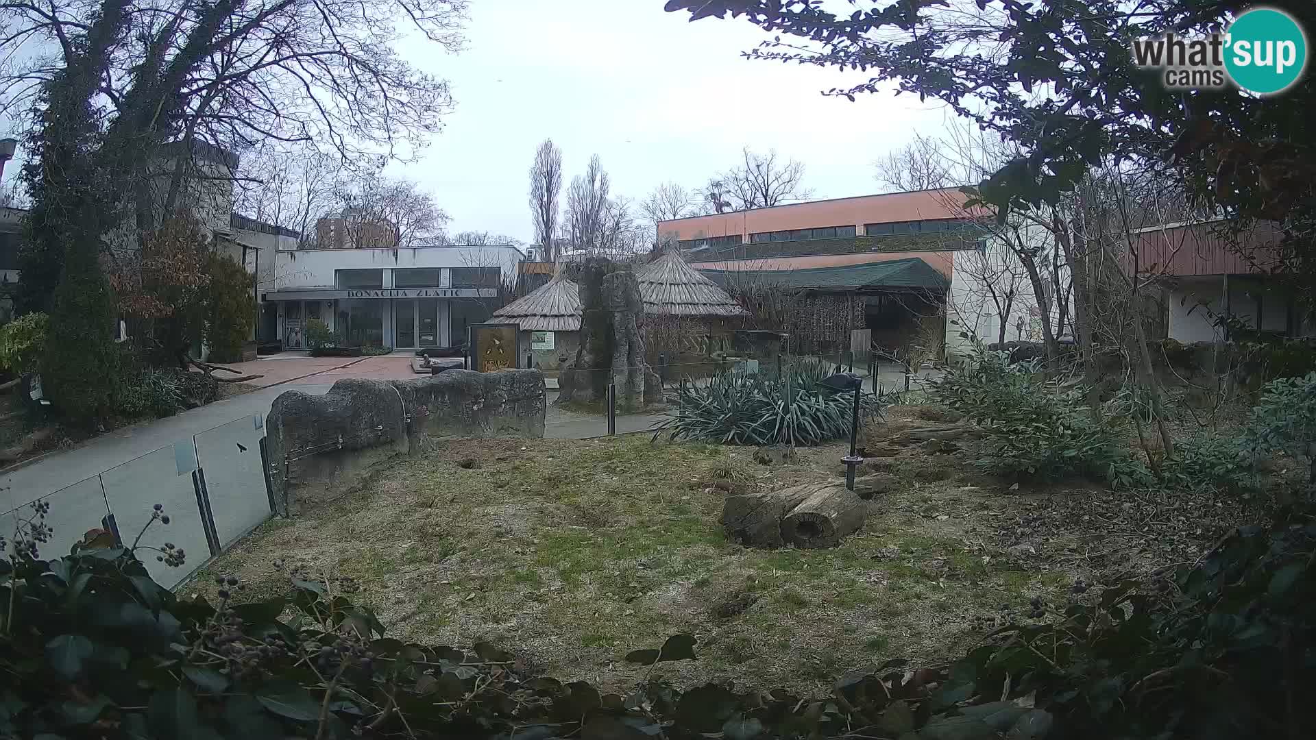 Zoo Zagreb – Surikate