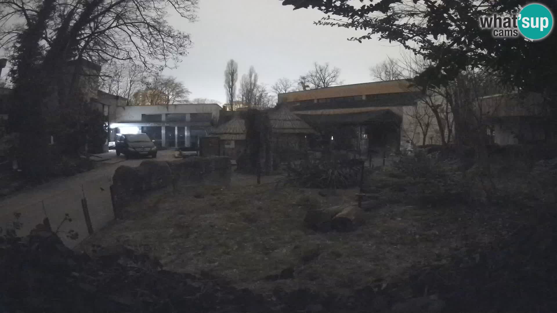 Zoo Zagreb – Suricata