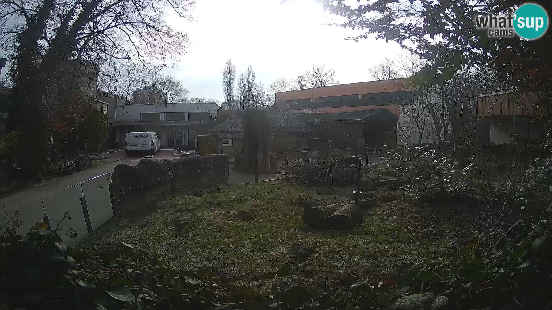 Zoo Zagreb – Surikate