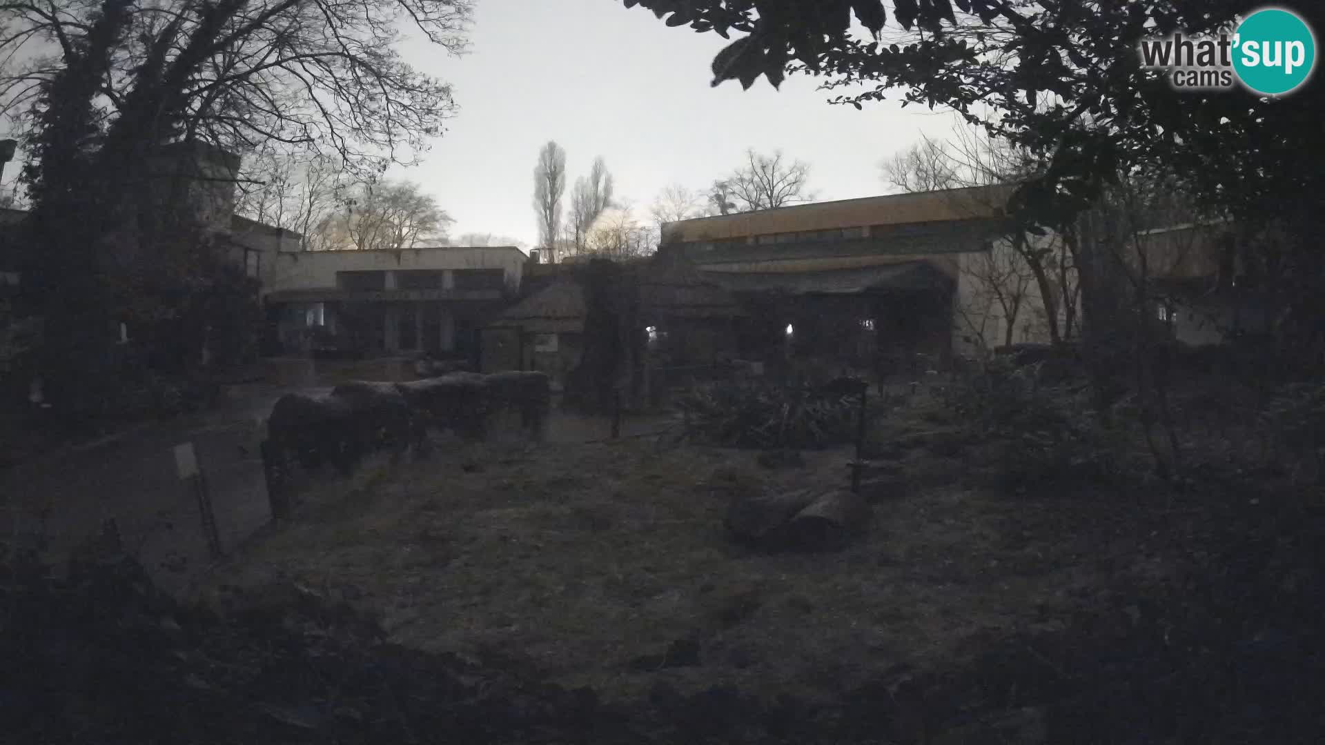 Zoo Zagreb – Merkat