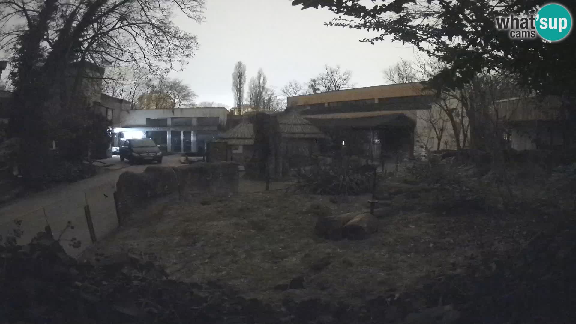 Zoo Zagreb – Surikate