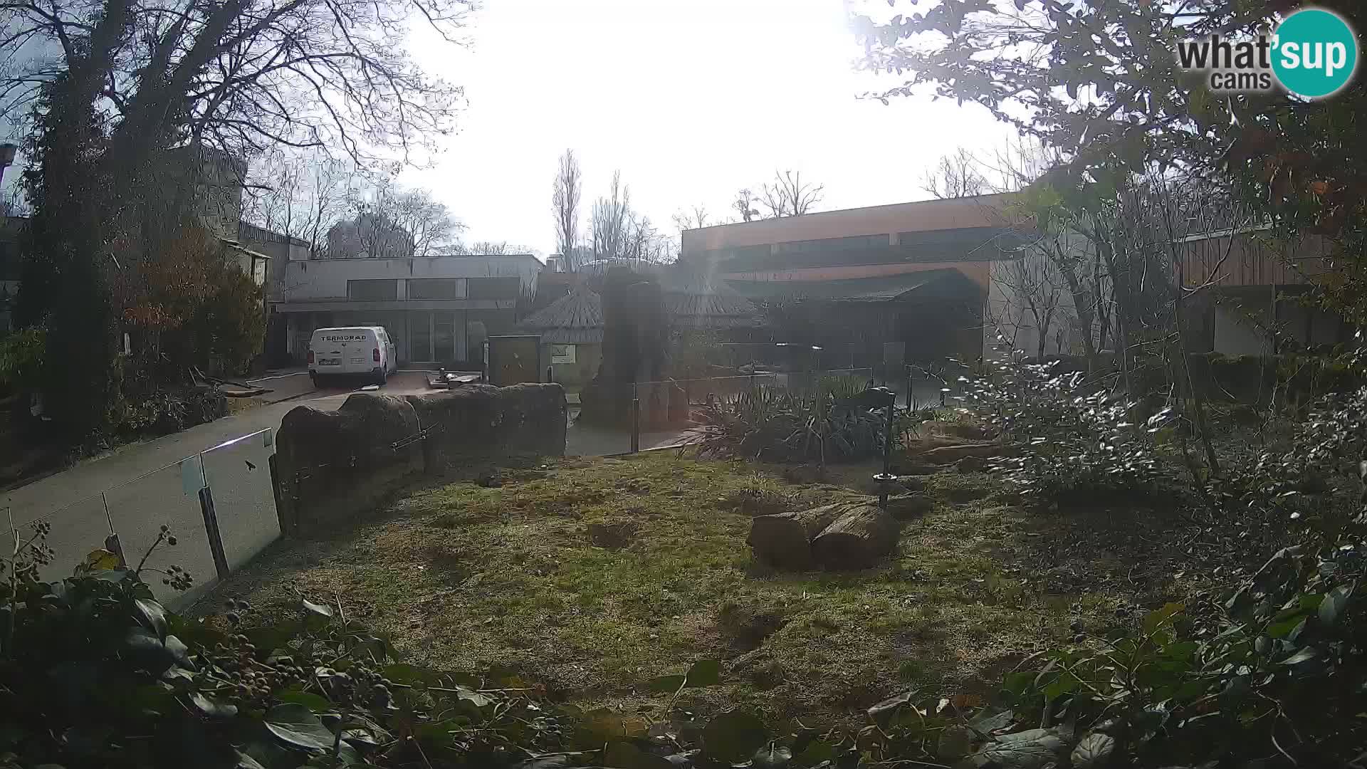 Zoo Zagreb – Suricata