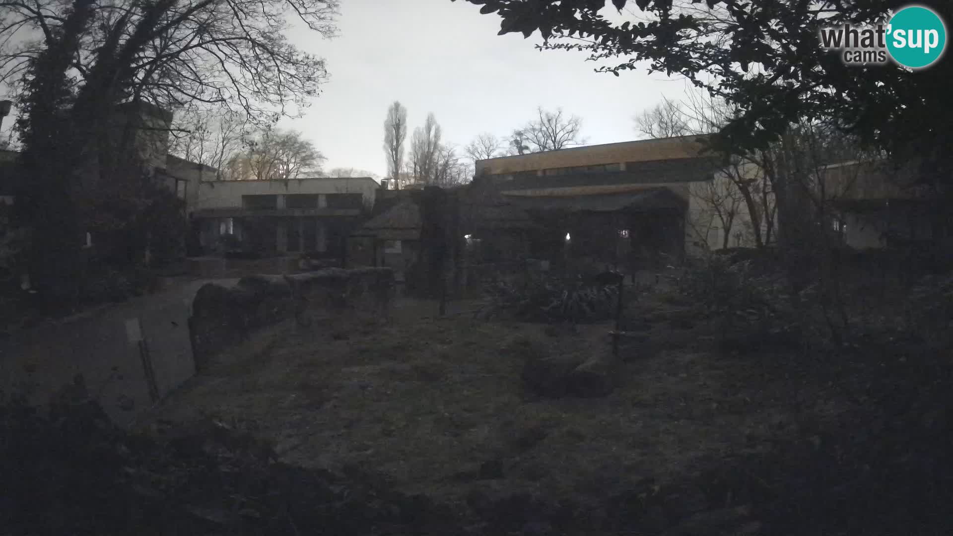 Zoo Zagreb – Surikate