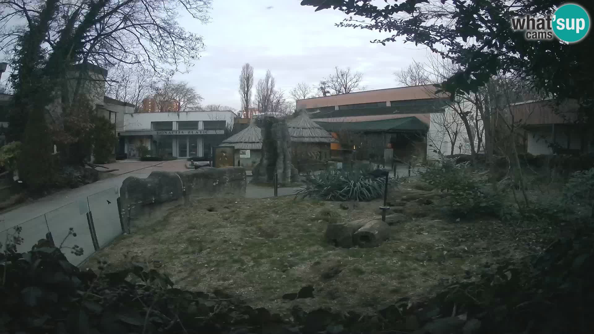 Zoo Zagreb – Suricate