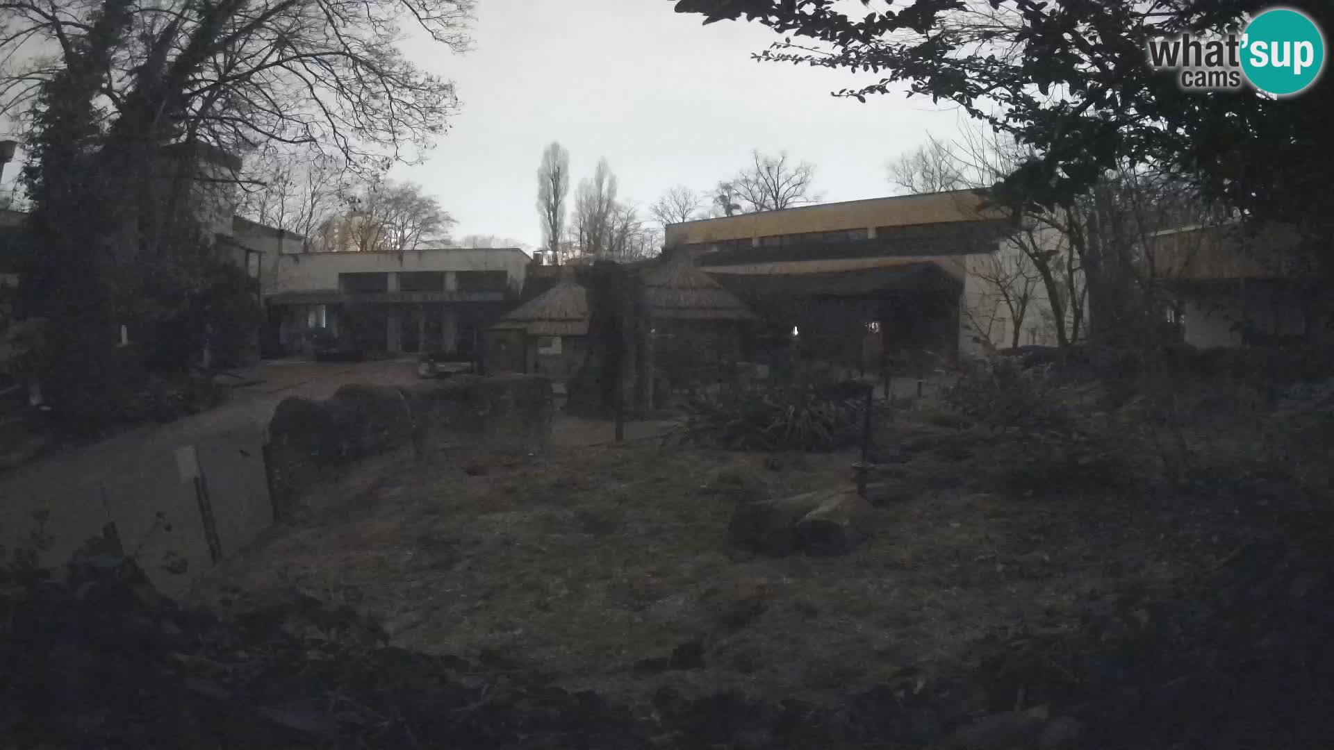 Zoo Zagreb – Merkat