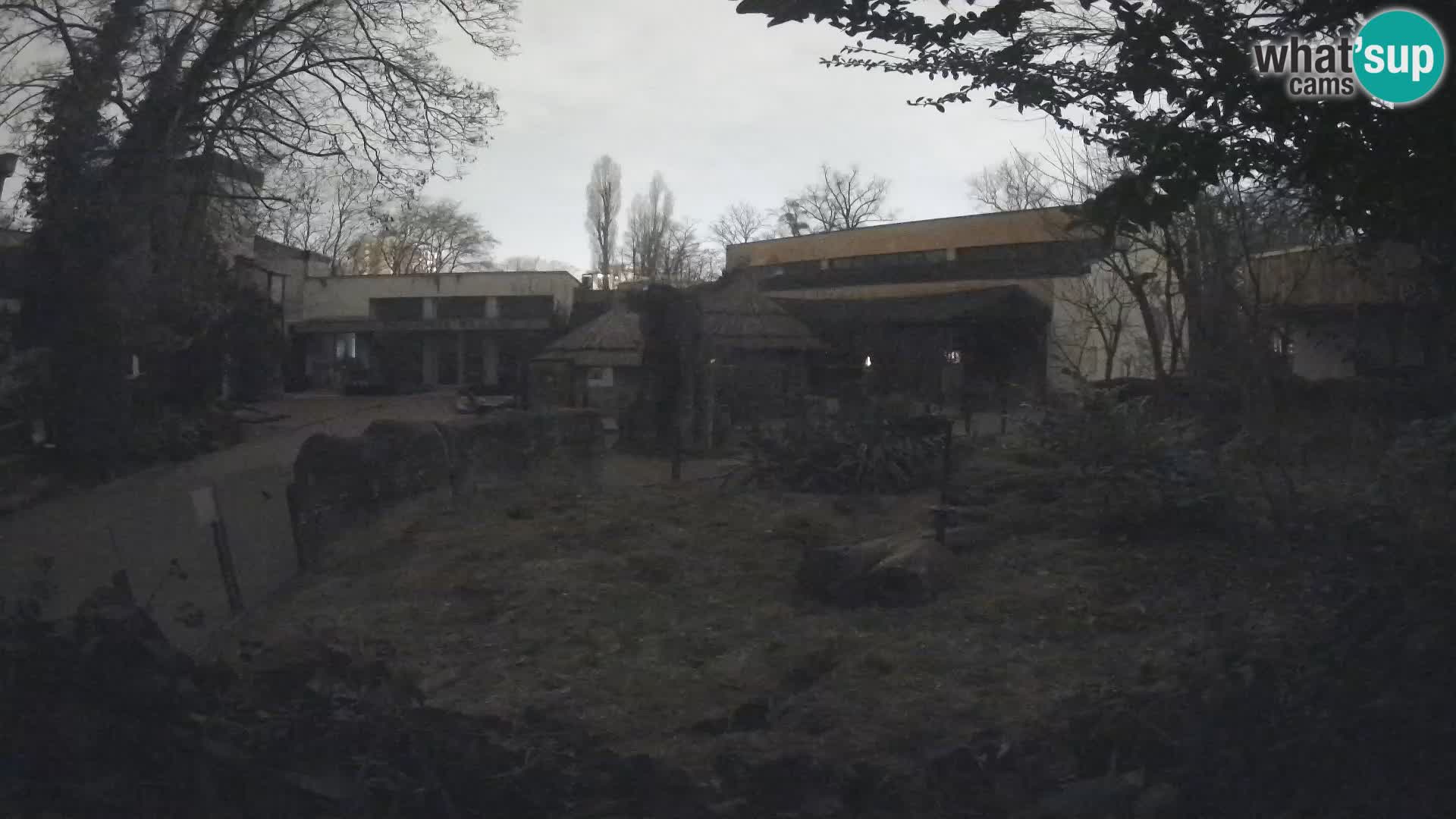 Zoo Zagreb – Suricate