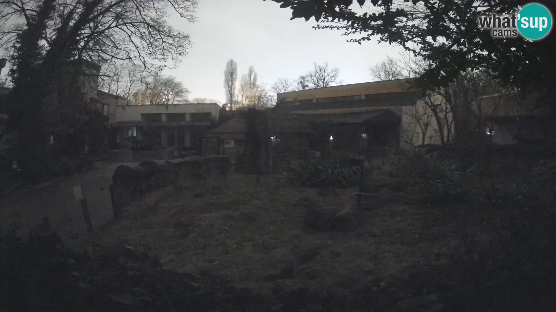 Zoo Zagreb – Surikate