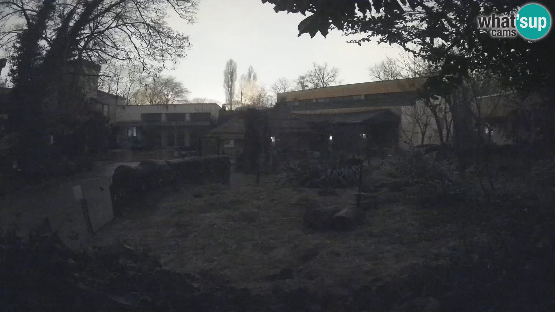 Zoo Zagreb – Suricate