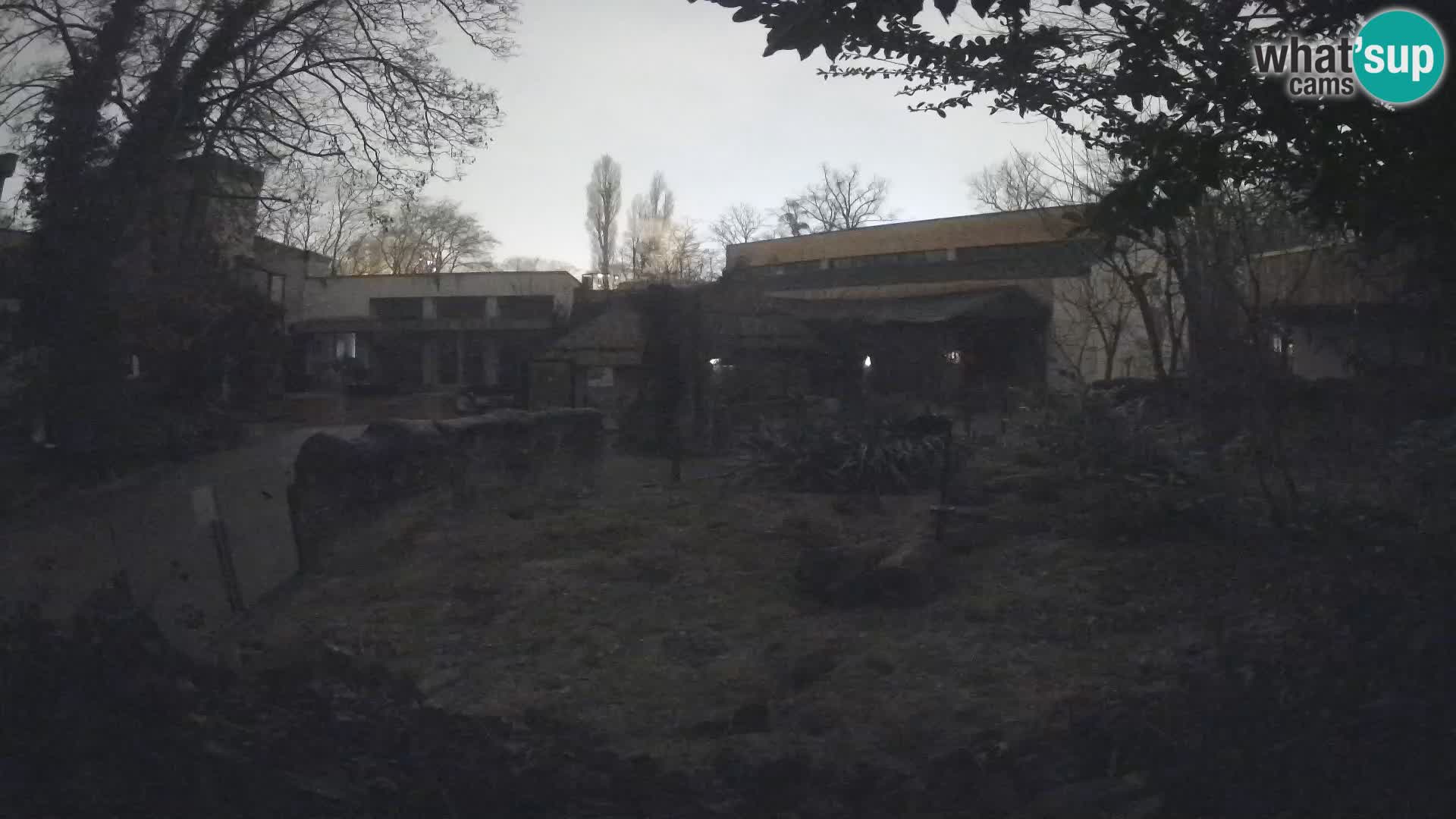 Zoo Zagreb – Suricata