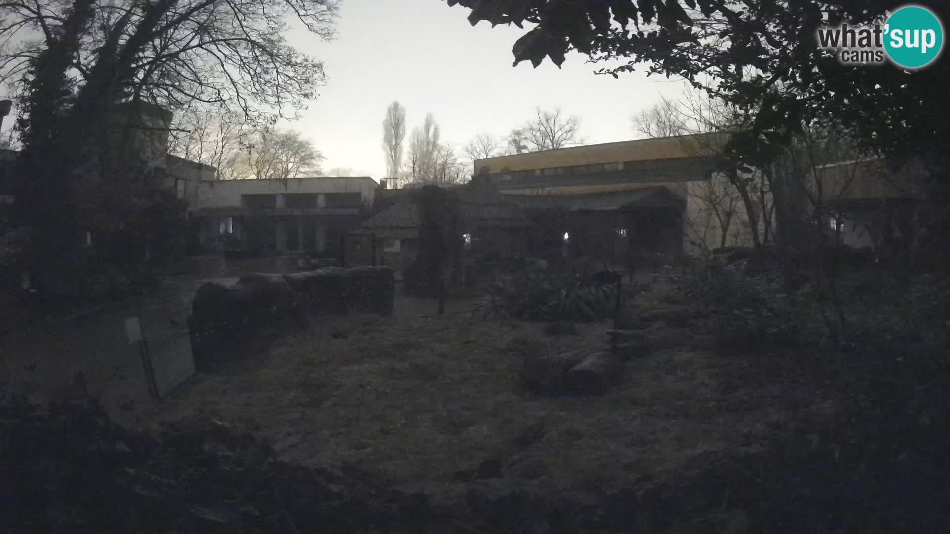 Zoo Zagreb – Surikate