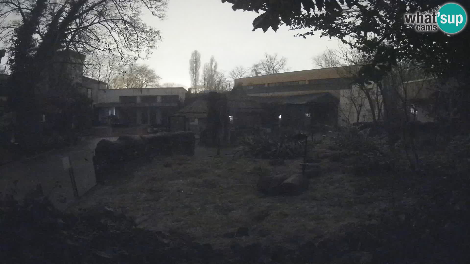 Zoo Zagreb – Surikate