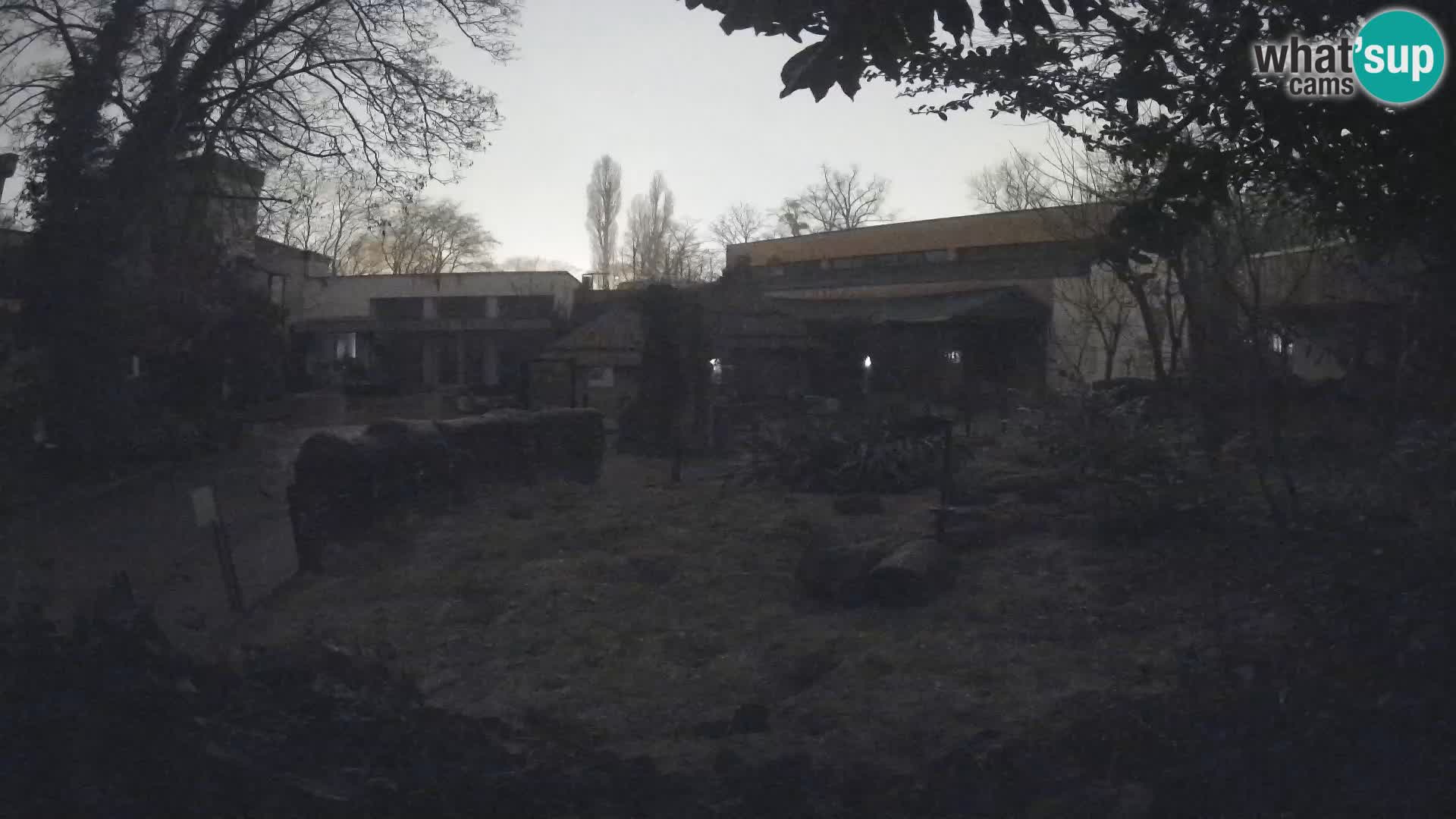 Zoo Zagreb – Suricate