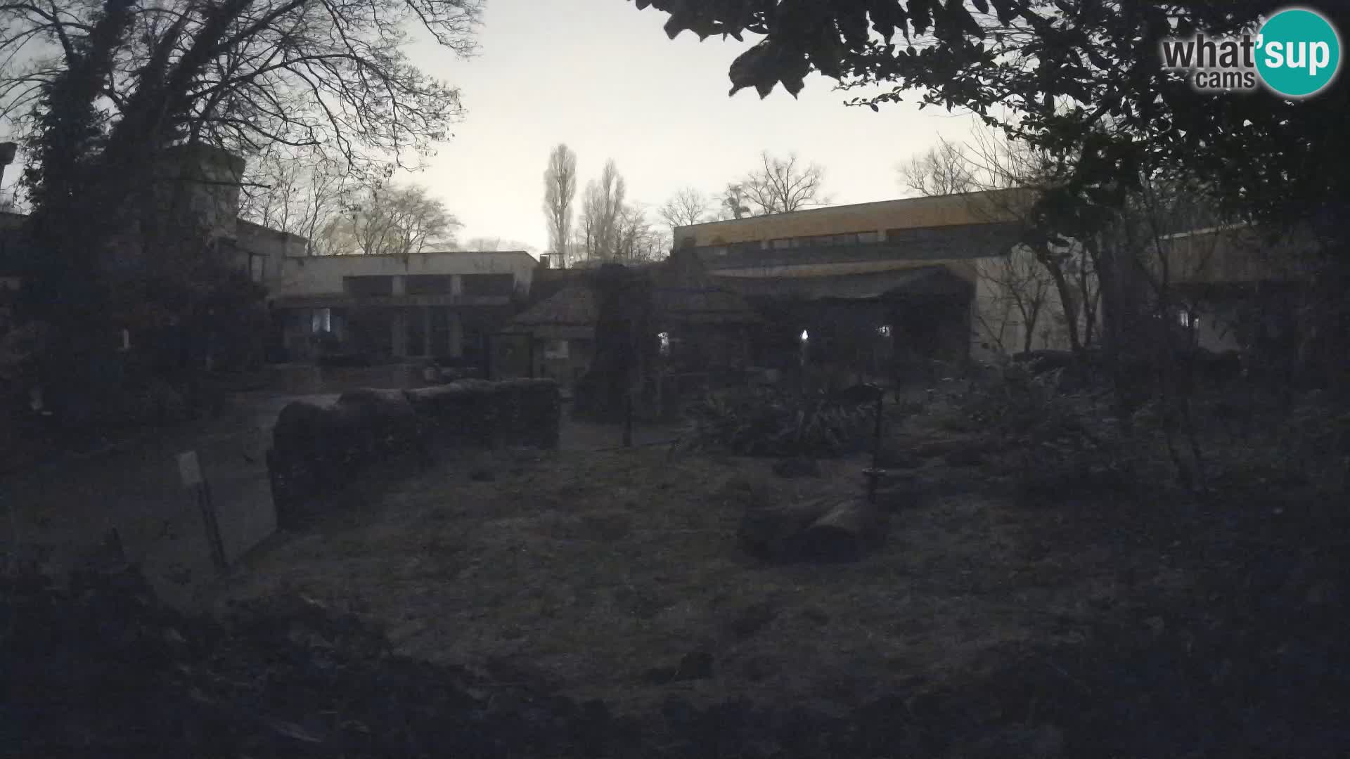 Zoo Zagreb – Suricata