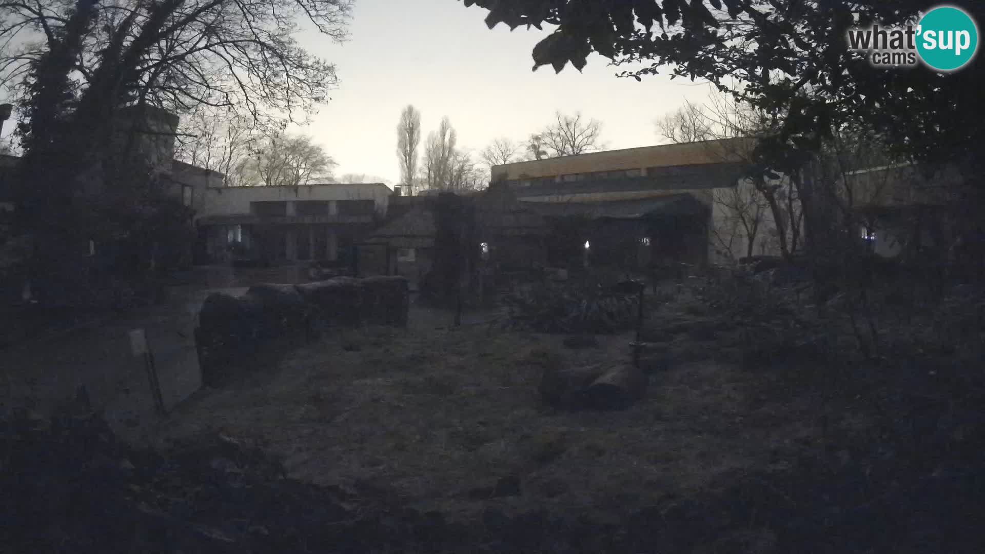 Zoo Zagreb – Merkat