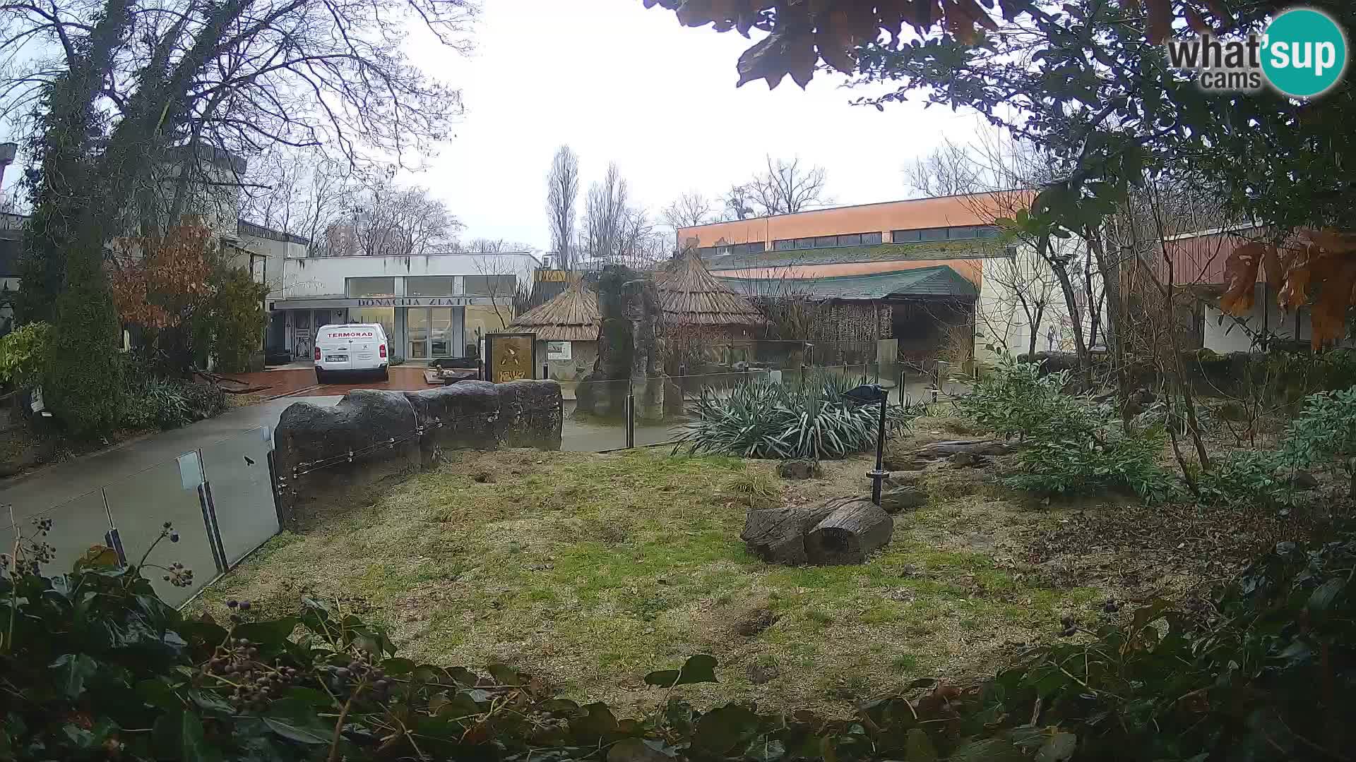 Zoo Zagreb – Suricata