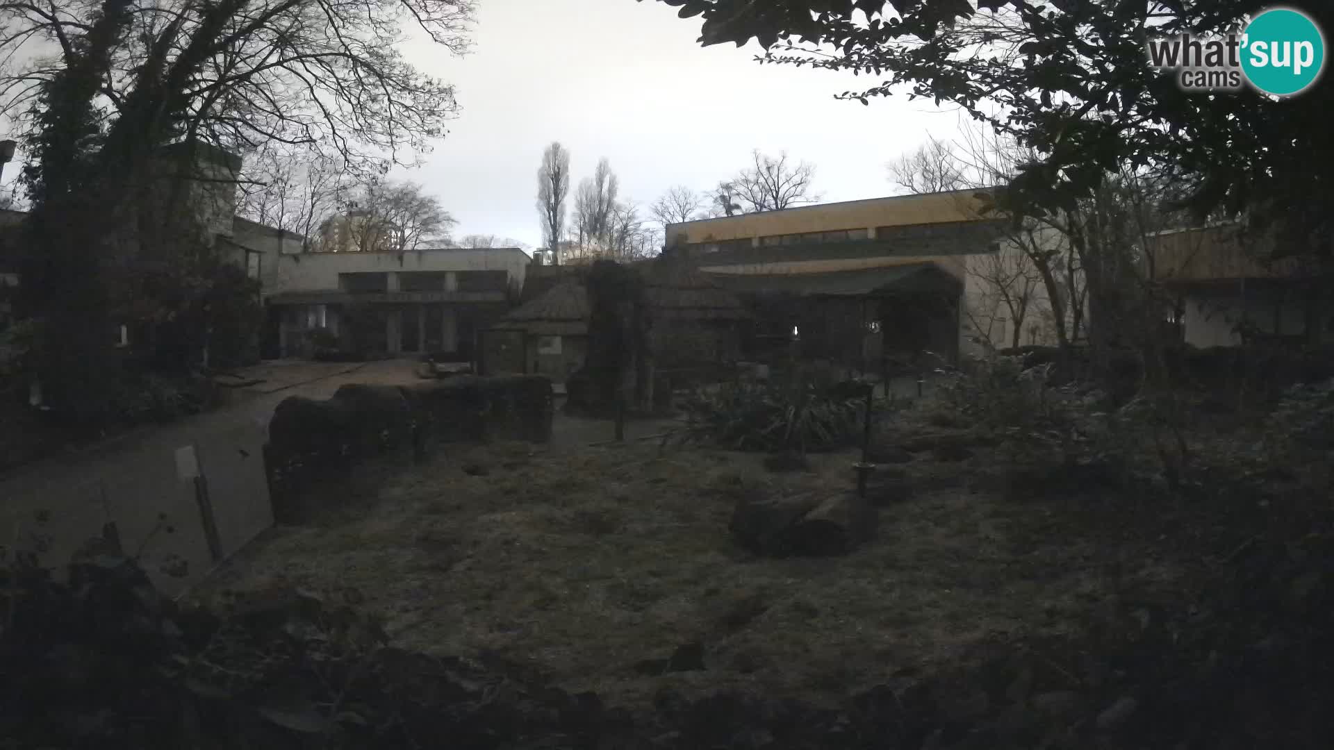 Zoo Zagreb – Suricata