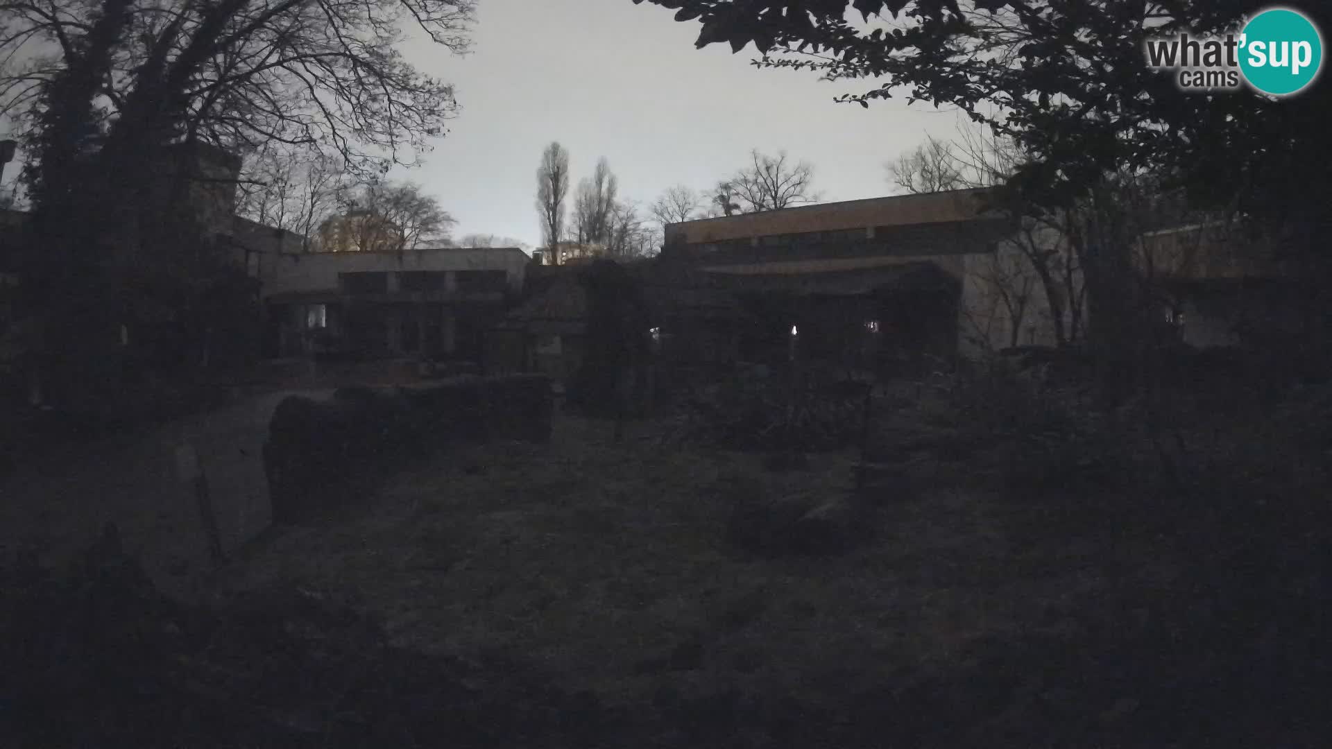 Zoo Zagreb – Suricata