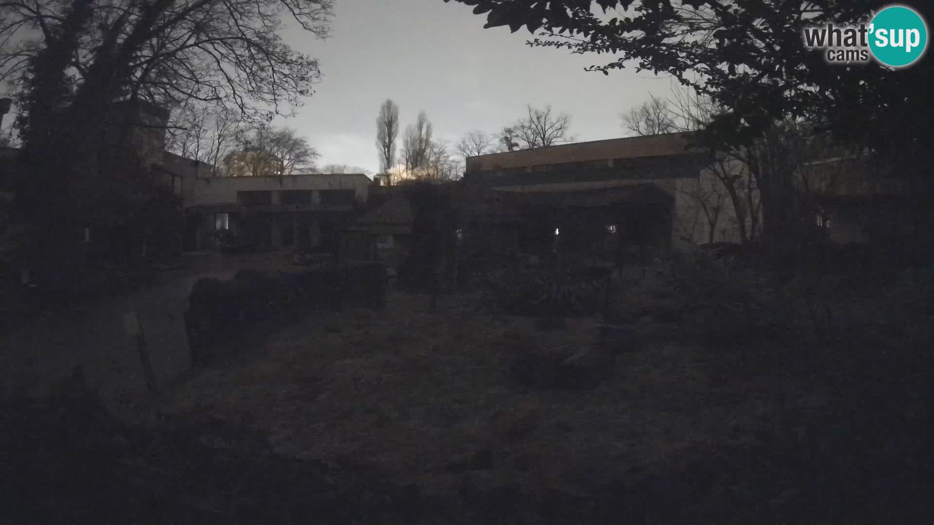 Zoo Zagreb – Suricata