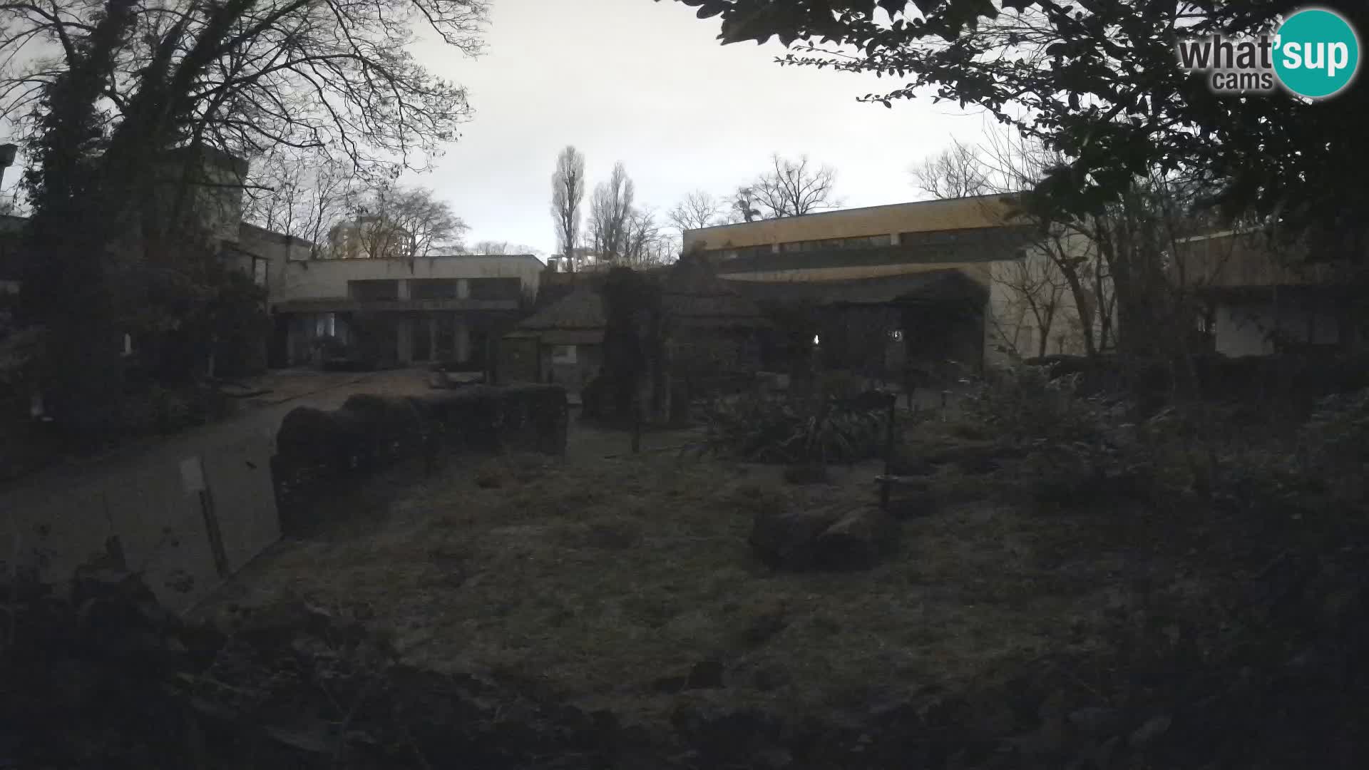 Zoo Zagreb – Suricate