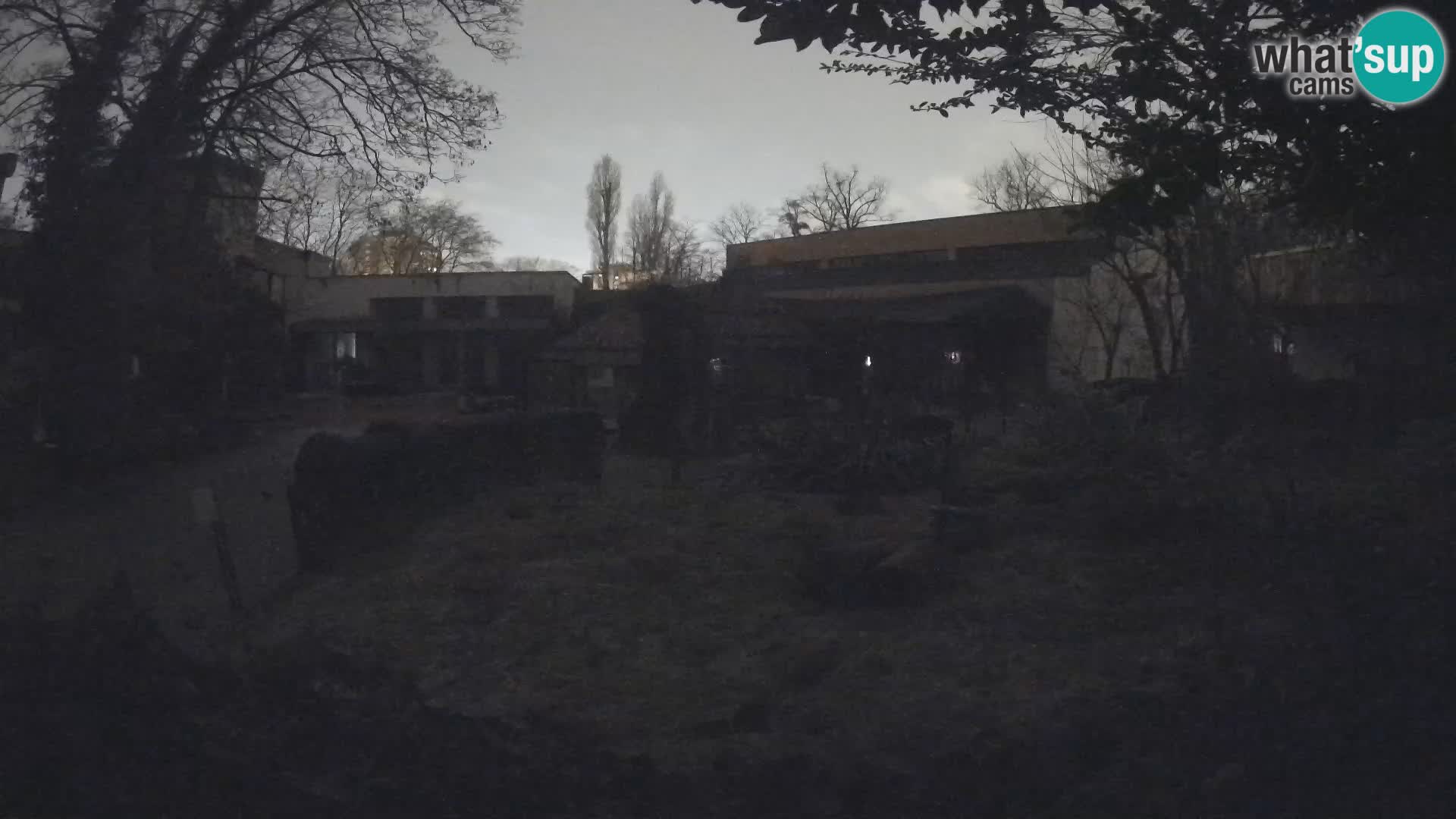 Zoo Zagreb – Surikate