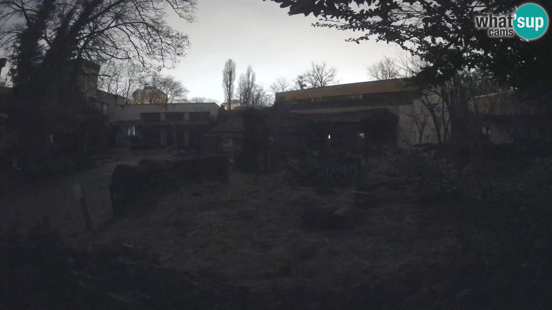 Zoo Zagreb – Merkat