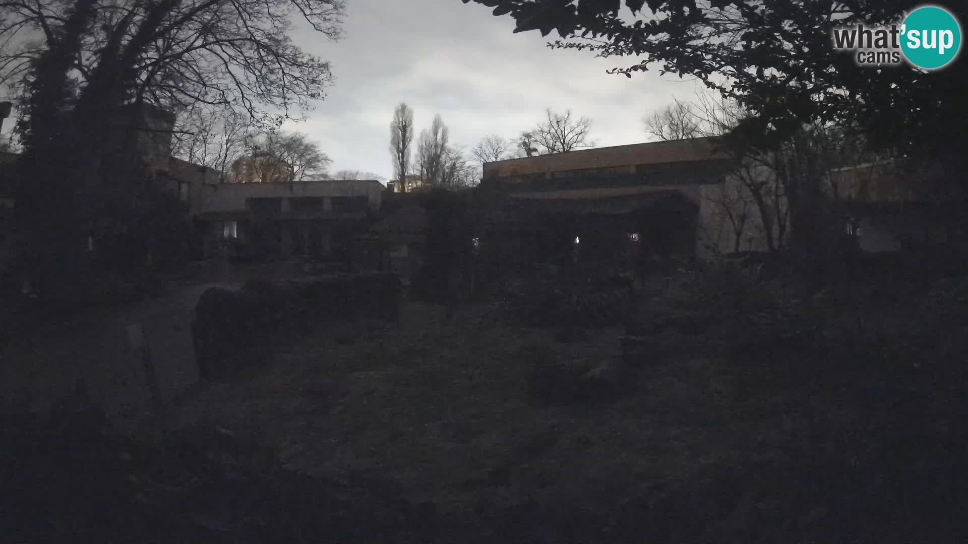 Zoo Zagreb – Suricate