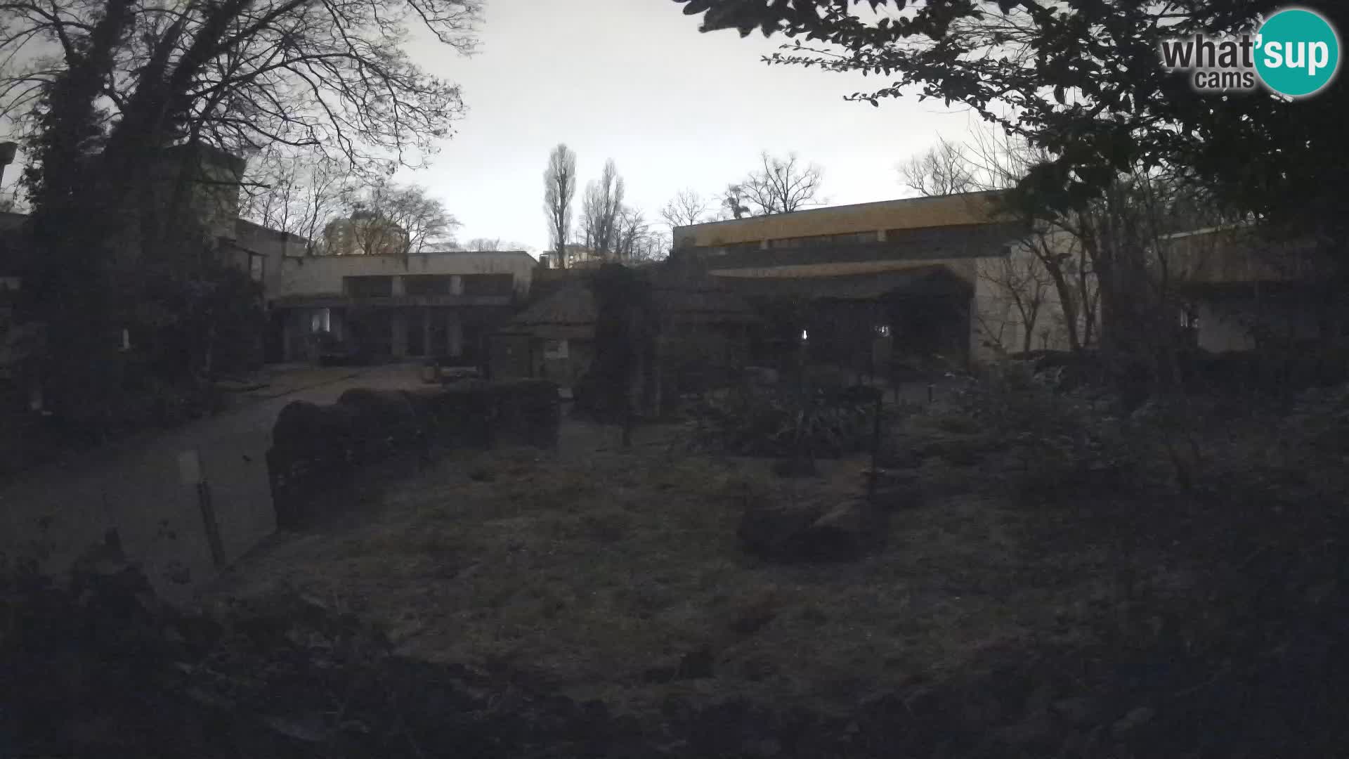 Zoo Zagreb – Merkat