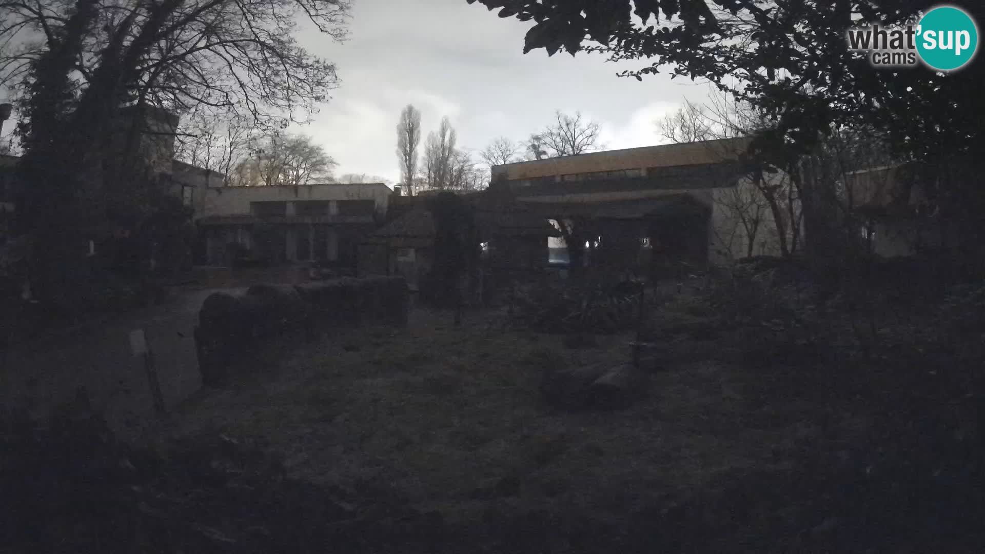 Zoo Zagreb – Suricata