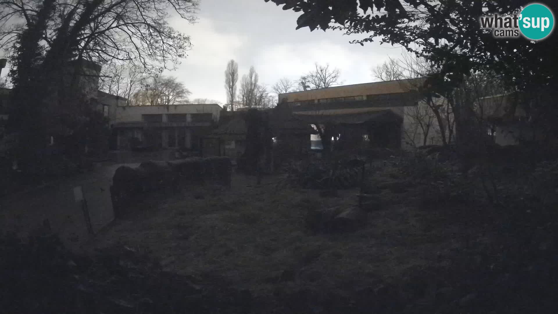 Zoo Zagreb – Suricata