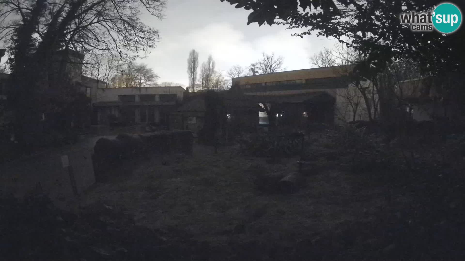 Zoo Zagreb – Meerkat (Suricate)