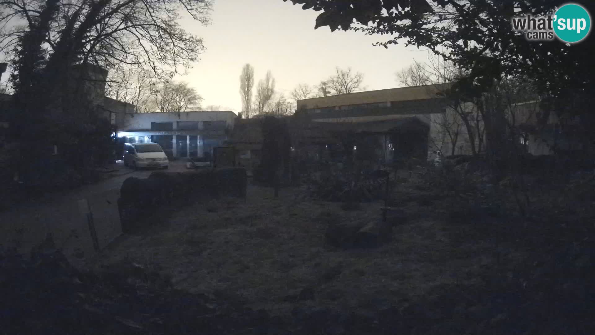 Zoo Zagreb – Suricata