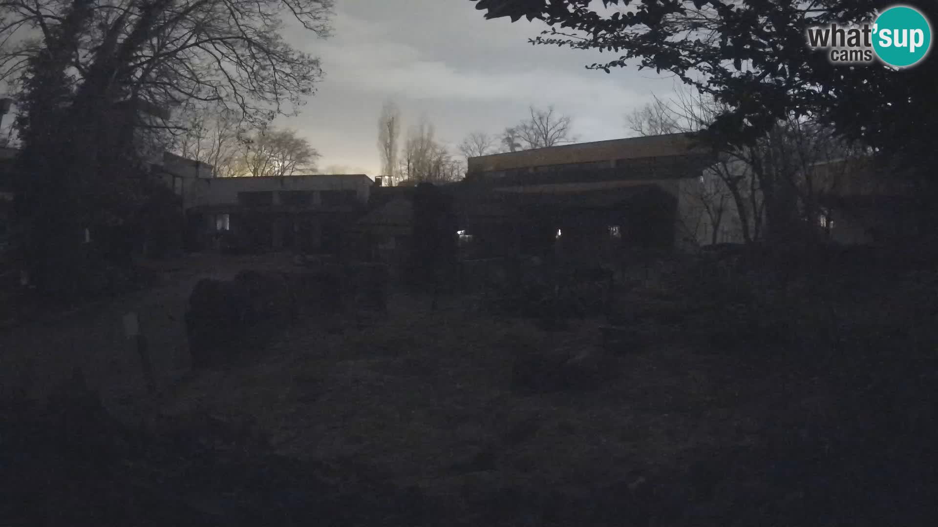 Zoo Zagreb – Suricate