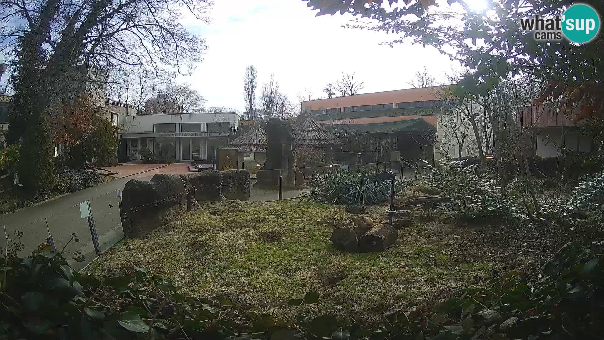 Zoo Zagreb – Suricata