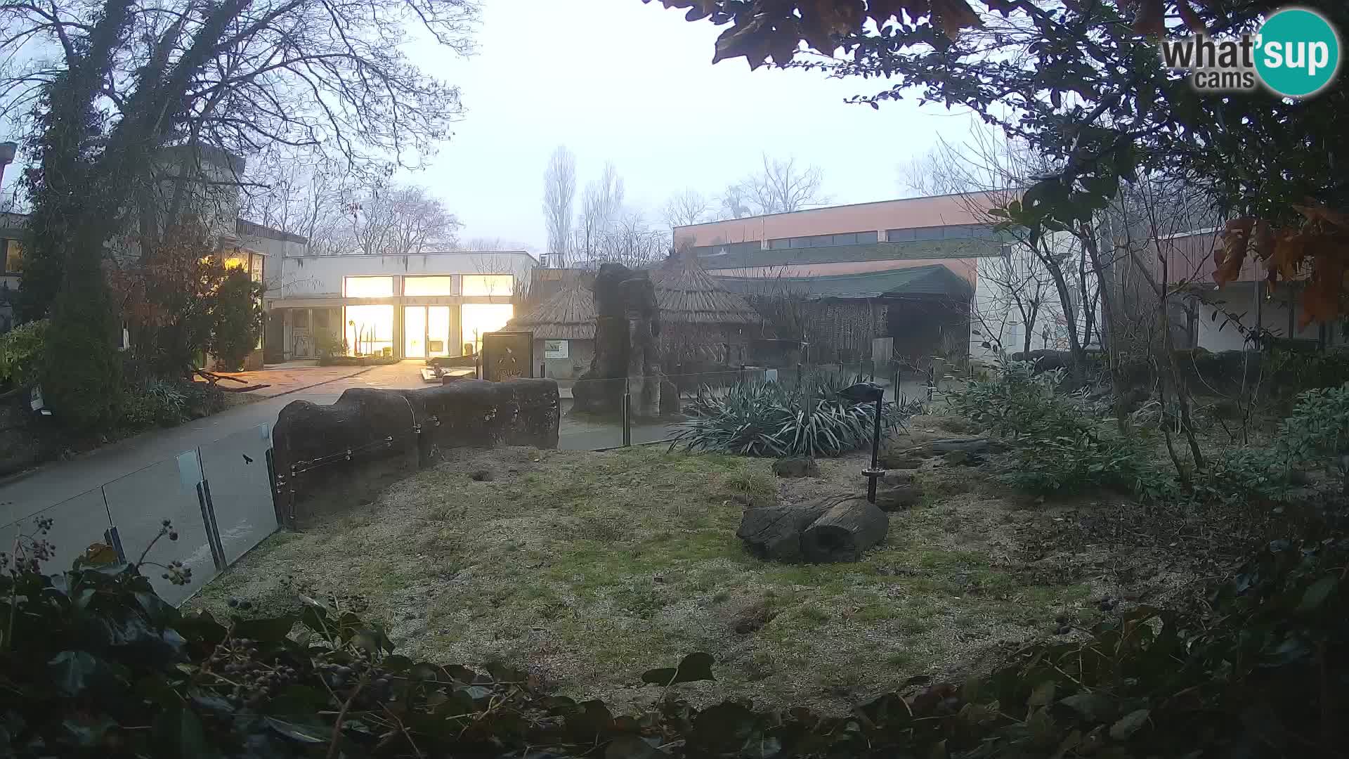 Zoo Zagreb – Suricata