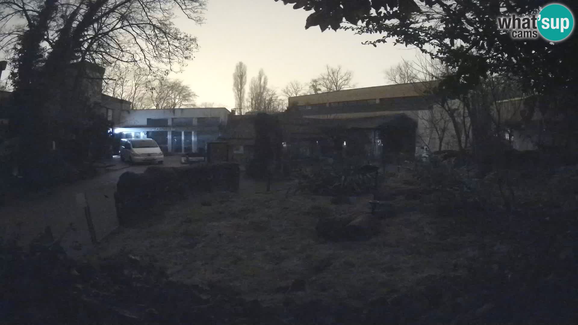 Zoo Zagreb – Surikate