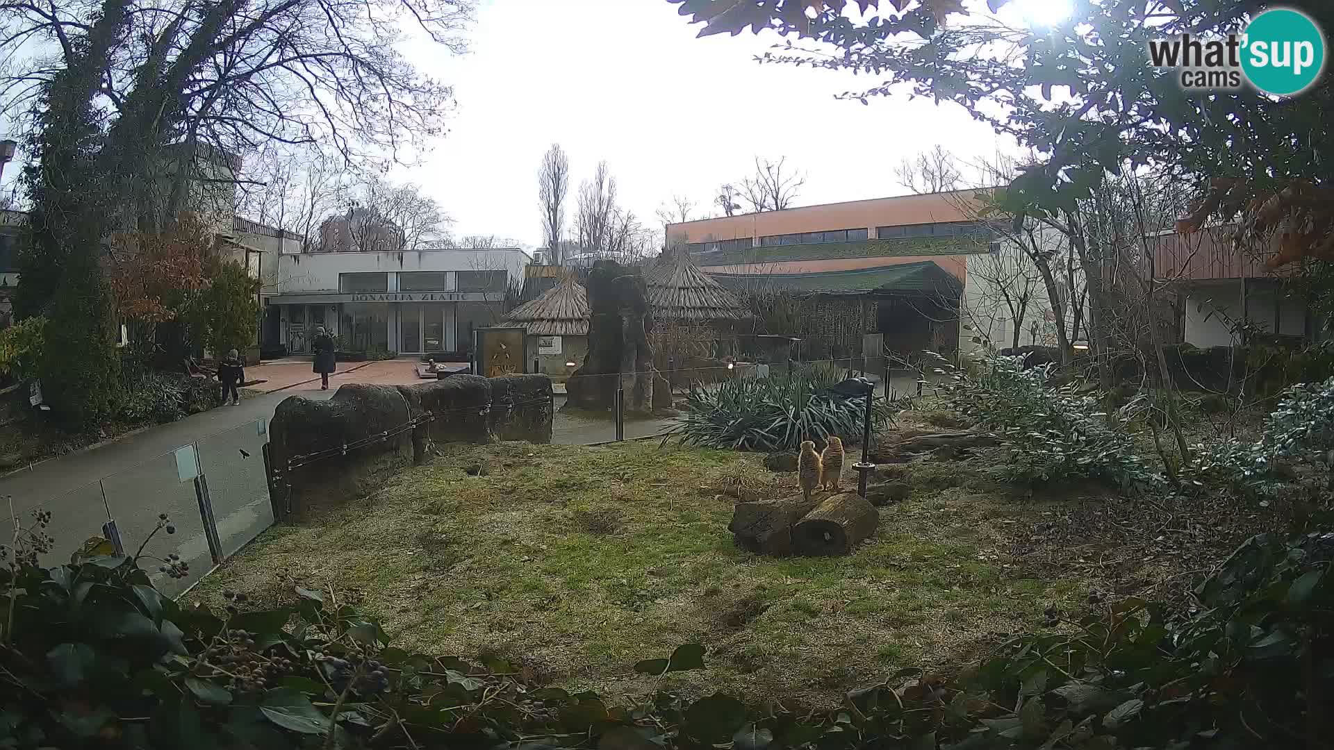 Zoo Zagreb – Suricate